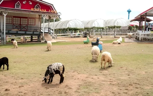 Montana Farm