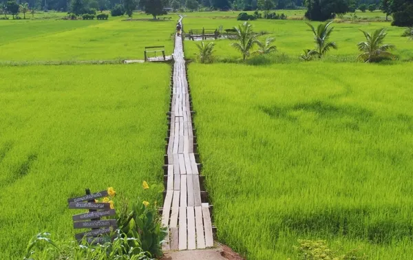 สะพานไม้ 100 ปี (บ้านโคกกระชาย)