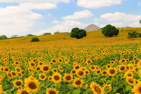 ไร่พราวตะวัน เขาใหญ่