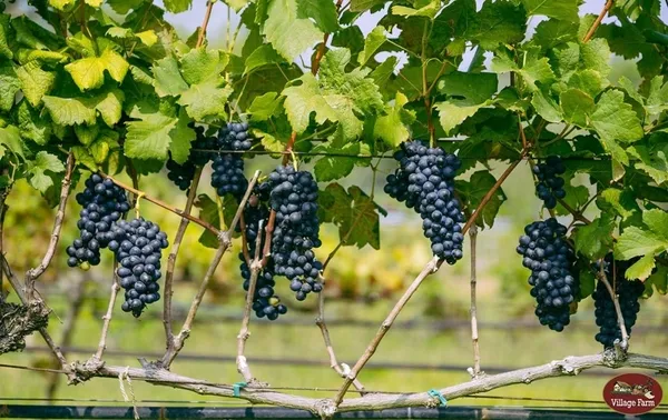 วิลเลจฟาร์ม แอนด์ ไวน์เนอรี่ (Village Farm & Winery)-01