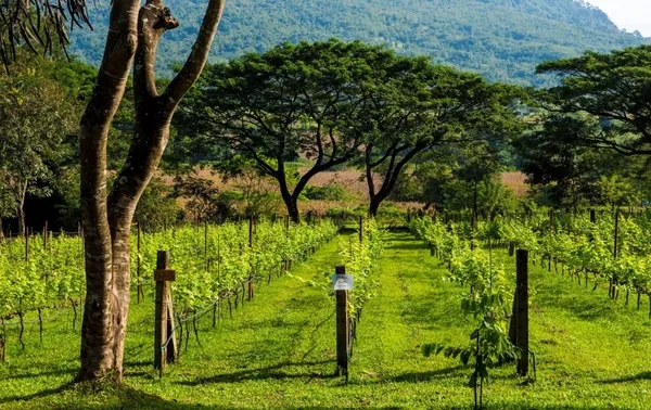วิลเลจฟาร์ม แอนด์ ไวน์เนอรี่ (Village Farm & Winery)-02